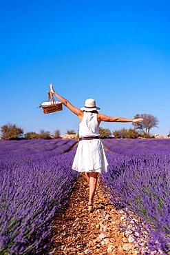 Lifestyle, a woman in a summer lavender field in a white dress enjoying nature