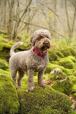 Lagotto Romagnolo outdoor, bitch, truffle dog, Austria, Europe