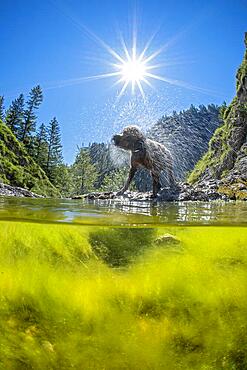 Lagotto Romagnolo outdoor, bitch, truffle dog, Austria, Europe