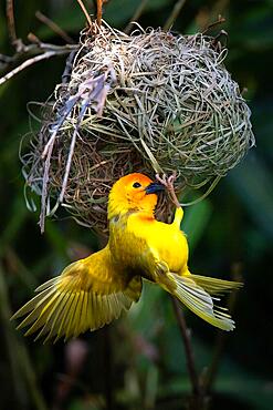 Weaver Bird, Kenya, Africa