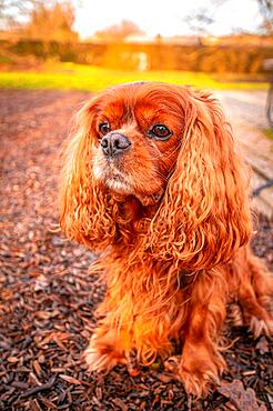 Portrait of a domestic dog (Canis lupus familiaris) of the breed Cavalier King Charles Spaniel, Hanover, Lower Saxony, Germany, Europe