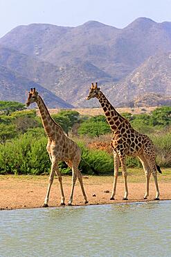 Southern giraffe (Giraffa camelopardalis giraffa), adult, two, at the water, waterhole, Tswalu Game Reserve, Kalahari, Northern Cape, South Africa, Africa