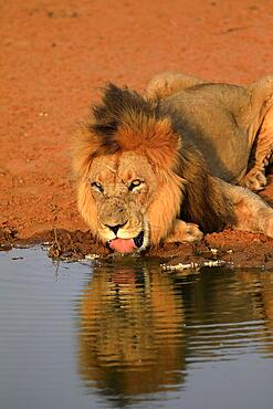 Lion (Panthera leo), adult, male, portrait, at the water, drinking, Tswalu Game Reserve, Kalahari, Northern Cape, South Africa, Africa