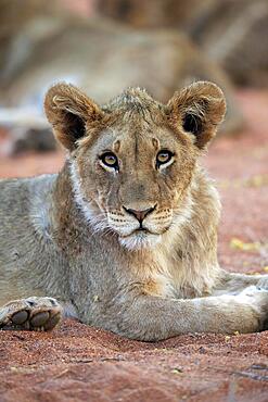 Lion (Panthera leo), young, alert, resting, portrait, Tswalu Game Reserve, Kalahari, Northern Cape, South Africa, Africa