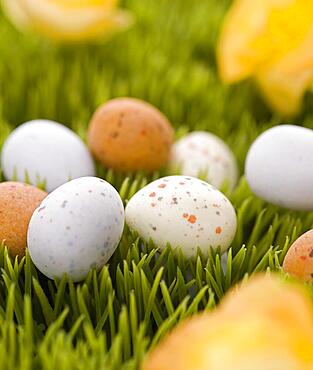 Easter, little eggs in the grass