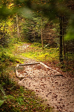 Barefoot Park in the Forest, Schoemberg, Black Forest, Germany, Europe