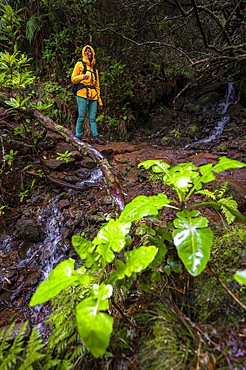 Hikers on a path in the forest, Vereda Francisco Achadinha hiking trail, Rabacal, Madeira, Portugal, Europe