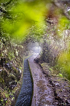 Water channel, on the hiking trail at Levada do Alecrim, Rabacal, Paul da Serra, Madeira, Portugal, Europe