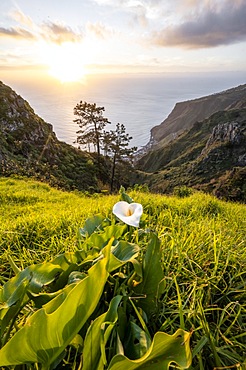 White zantedeschia, Calla, Evening mood, Greetings landscape at cliff, Sea and coast, Viewpoint Miradouro da Raposeira, Madeira, Portugal, Europe