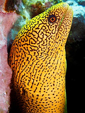 Golden-tailed moray eel (Gymnothorax miliaris), Salemera dive site, La Palma, Canary Islands, Spain, Atlantic Ocean, Europe