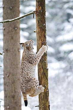 Eurasian lynx (Lynx lynx) climbing a tree, forest, Bavaria, Germany, Europe