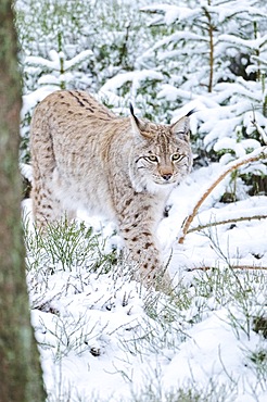 Eurasian lynx (Lynx lynx) walking in the snow, forest, Bavaria, Germany, Europe