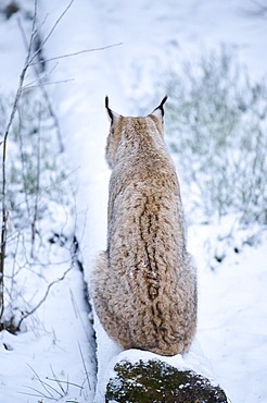 Eurasian lynx (Lynx lynx) sitting in the snow, forest, Bavaria, Germany, Europe