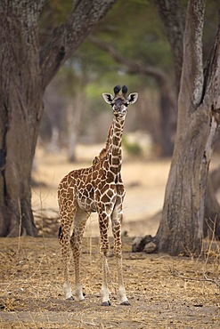 Giraffe (Giraffa camelopardalis), young animal standing in front of a group of trees, Tarangire National Park, Tanzania, East Africa, Africa