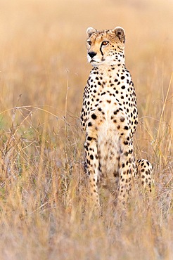 Cheetah (Acinonyx jubatus), sitting in withered grass, Masai Mara NP, Kenya, Africa