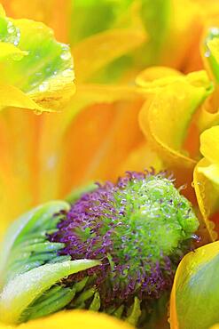 Ranunculus flower, photo with lupenobective, Germany, Europe