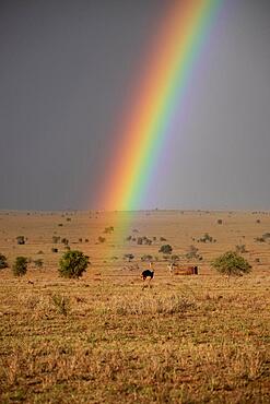 Beautiful wide landscape up to the horizomt and rainbows in the savannah of Taita Hills Wildlife Sanctuary, African Ostrich Tsavo East, Kenya, Africa