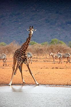 Single giraffe, Masai giraffe (Giraffa tippelskirchi) (Artiodactyla), at the waterhole in the barren landscape of the savannah. Photograph of a drinking giraffe and the red soil of Tsavo National Park in Kenya