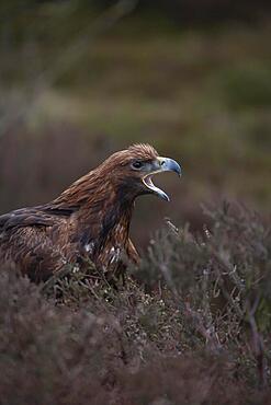 Golden eagle (Aquila chrysaetos) adult bird calling on a heather moorland, England, United Kingdom, Captive, Europe