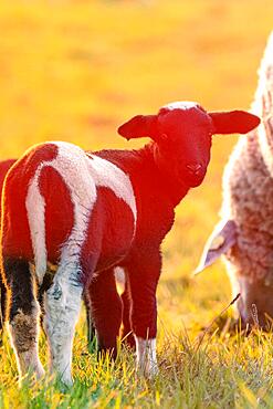 Sheep in the light of the evening sun, Gechingen, Black Forest, Germany, Europe