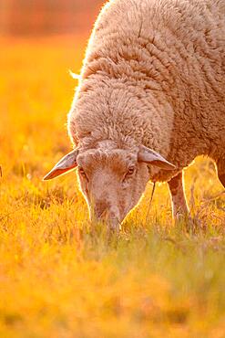 Sheep in the light of the evening sun, Gechingen, Black Forest, Germany, Europe