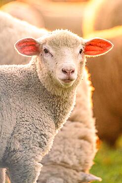 Sheep in the light of the evening sun, Gechingen, Black Forest, Germany, Europe