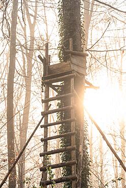 High seat on tree in sunrise, Gechingen, Black Forest, Germany, Europe