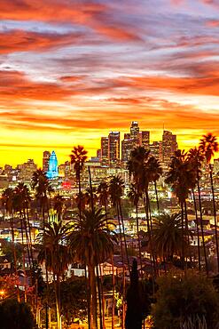 View of Downtown Los Angeles Skyline with Palm Trees at Sunset in California in Los Angeles, USA, North America