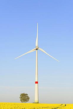 Wind turbine at a flowering rape (Brassica napus), blue sky, North Rhine-Westphalia, Germany, Europe