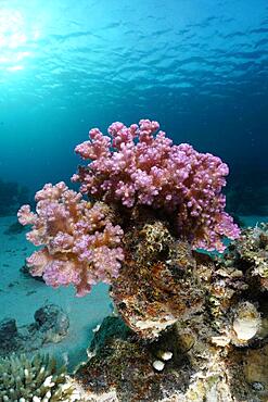 Raspberry coral (Pocillopora damicornis) in the backlight. Dive site House Reef, Mangrove Bay, El Quesir, Red Sea, Egypt, Africa