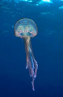 Mauve stinger (Pelagia noctiluca), in the Mediterranean Sea near Hyeres. Dive site Giens Peninsula, Cote dAzur, France, Europe