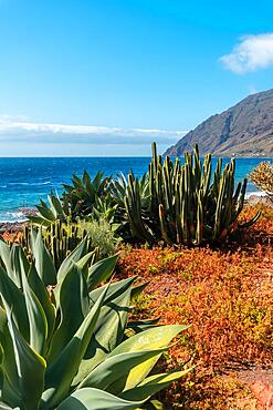 Beautiful cactus in the bay of Las Playas on the island of El Hierro, Canary Islands, Spain. vertical photo