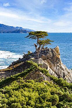 Lone Cypress Tree on 7 Mile Drive. 17 Mile Drive is a scenic road through Pebble Beach and Pacific Grove on the Monterey Peninsula in Northern California