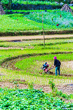 Self-sufficient labor-intensive farming in Ha Giang province, Vietnam.Traditional sustainable agriculture