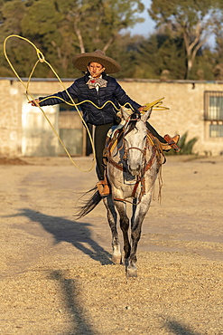 A young Mexican Charro rounds up a herd of horses running through a field on a Mexican Ranch at sunrise