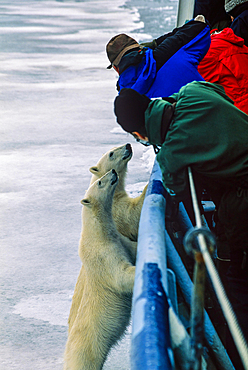 Tourists photographing Polar Bears from a ship in the Arctic, Spitsbergen, Svalbard, Norway, Europe