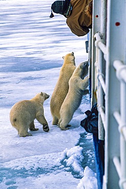 Polar bears (Ursus maritimus) looking for food on a ship with photographing tourist, Svalbard, Norway, Europe