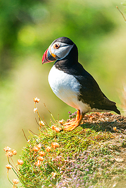 Atlantic Puffin (Fratercula arctica) in habitat