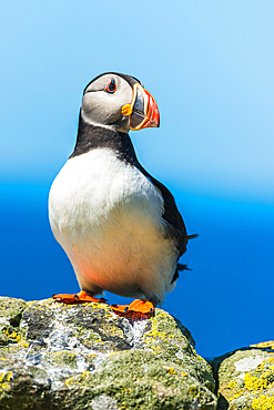 Atlantic Puffin (Fratercula arctica) in habitat