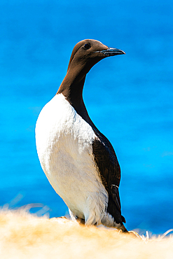 Guillemot (Uria Aalge) in habitat