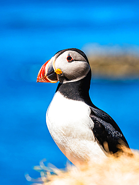 Atlantic Puffin (Fratercula arctica) in habitat