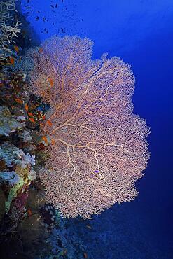 Giant sea fan (Annella mollis) on steep wall, St Johns Reef dive site, Saint Johns, Red Sea, Egypt, Africa