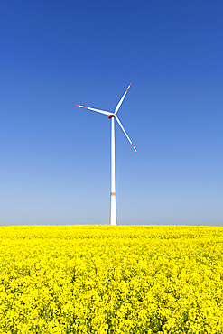 Symbolic image wind energy, energy transition, wind turbine on rape field, wind turbine, blue sky, Baden-Wuerttemberg, Germany, Europe