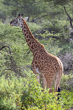 Masai giraffe (Giraffa tippelskirchi), eating from acacia tree, dorsal view, Ndutu Conservation Area, Tanzania, Africa