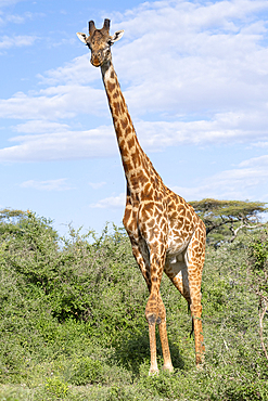 Masai giraffe (Giraffa tippelskirchi), bull, Ndutu Conservation Area, Tanzania, Africa