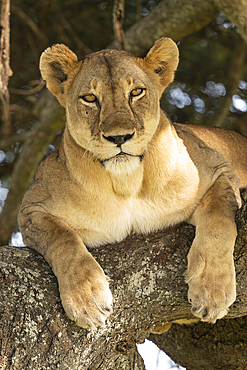 Lioness (Panthera leo) on tree, Tarangire National Park, Tanzania, Africa