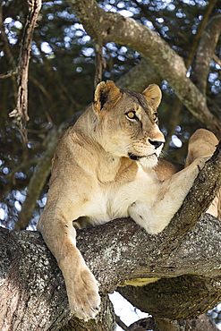 Lioness (Panthera leo) on tree, Tarangire National Park, Tanzania, Africa