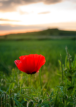 Red poppy flower in a meadow bokeh