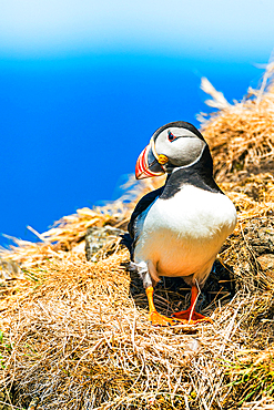 Atlantic Puffin (Fratercula arctica) in habitat