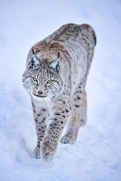 Eurasian lynx (Lynx lynx) walking in the snow, Wildpark Aurach, Kitzbuehl, Tirol, Austria, Europe